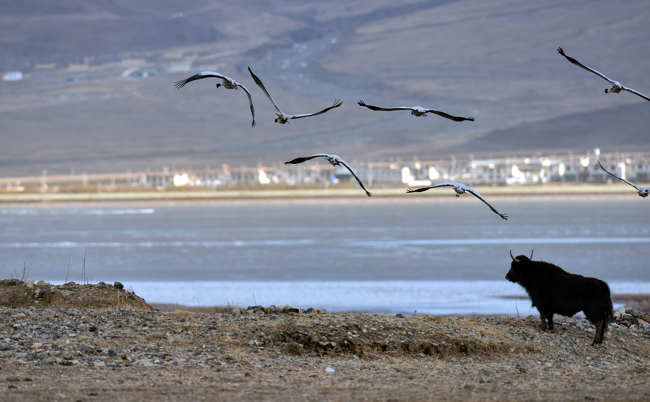 西藏黑頸鶴已有近萬只